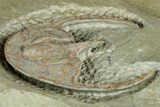 Early Cambrian Fallotaspis - Tazemmourt, Morocco #350549-6